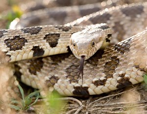Western Fox Snake Care Sheet | Reptiles' Cove