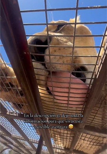 Visita Parque Safari en Rancagua para una Aventura Inolvidable