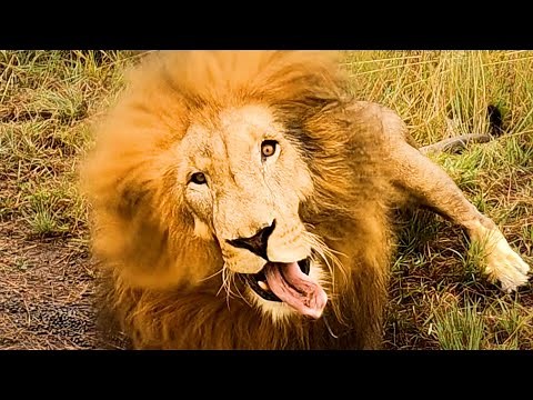 These Lions are JOKERS | The Lion Whisperer