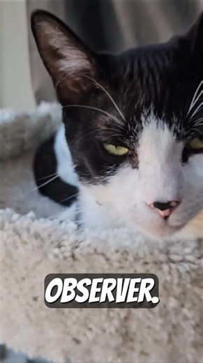 Very Observant Henry The Cat