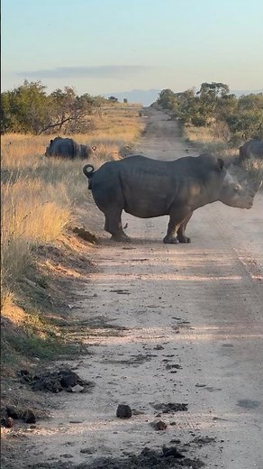 Rhino’s Dominance: Poop, Stomp, Dominate!