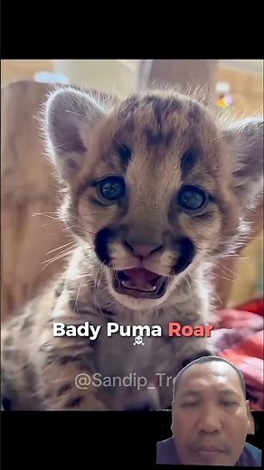 Baby Puma with Its Mother — So Cute Yet Wild! #animals #trending #wildliferescue #puma
