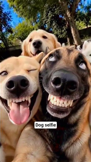 When the whole squad shows up for the group selfie with zero brain cells left! 🤪🐾"
