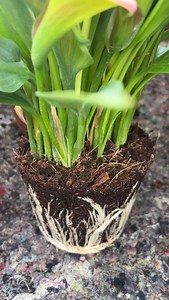 3.6K reactions · 162 shares | Calla Lily, Gala, Kala, Zantedeschia #sonerkazaz #callalily #calla #kala #galaçiçeği #zantedeschia #houseplants #ev #house #kök #roots #kalite #quality # | Soner Kazaz | Facebook