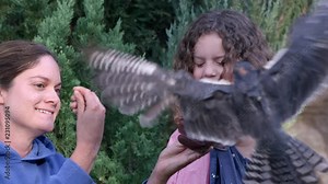 Aplomado Falcon flying to land on glove young girl is holding when trainer holds up food for it then flying away after eating.