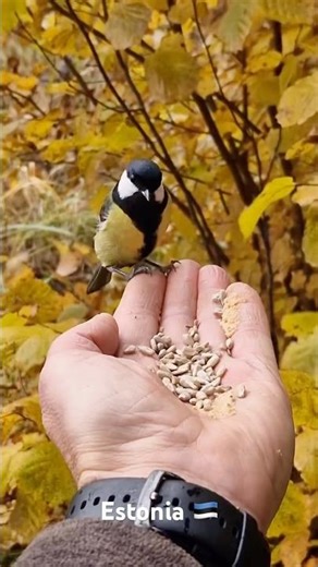 Estonia Is Unreal😍 #travel #explore #nature #adventure #shorts