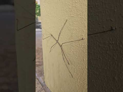 Stick Bug Dancing from costa rica