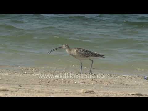 Eurasian curlew foraging along coastal shoreline in the UAE