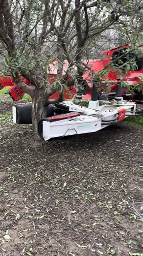 Flory Industries on Instagram: "Orchard sanitation with the VR700 Shaker and Synergy Blower. US Patent No. 12,245,551. Innovation and support you can trust… We’ve got you covered! #GoFlory #Flory #SynergyBlower #SynergySystem #Blower #VR700Shaker #Walnuts #OnGroundHarvest #OffGroundHarvest #FullLine #HarvestElevated #Harvesting #Harvest #COE #GoWithCOE #AgEquipment #HarvestMachinery #Almonds #Walnuts #Pecans #Pistachios #Hazelnuts #AlmondHarvest #FaithFamilyIntegrity #FloryIndustries #Nuts #Almo