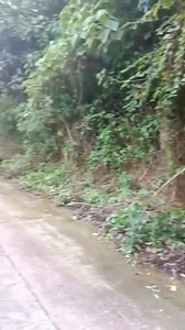 81K views · 2.8K reactions | Herbal sa kabundukan! tanggal ang katikati | Mayan | Facebook