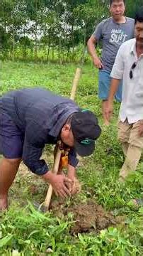 Trùm HIỆP ĐEN Thu hoạch vườn sâm báo 12 tháng tuổi