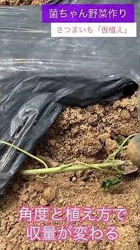 How to grow strong seedlings: Sweet potato edition #shorts #microbe farming #home gardening