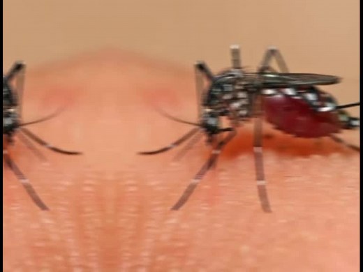 Understanding Mosquito Behavior and Their Impact on Skin