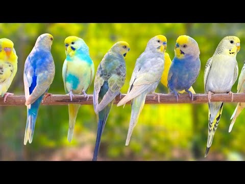 [4K] Morning Birds Singing | Forest Birdsong Nature Sounds | Bird Sounds Spectacular