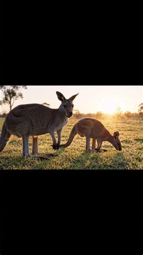 Purvi grey Kangaroo #trending #shorts #viral