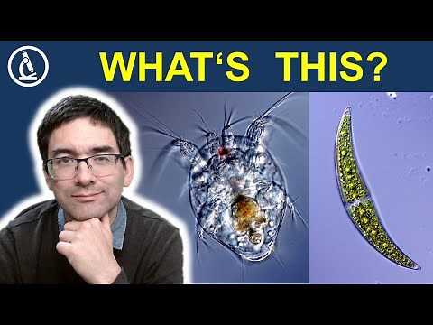 How a drop of pond water looks under the microscope 🔬 241