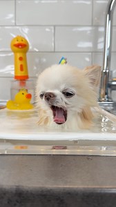 186K views · 9.9K reactions | Relax with this little man 殺 Tiny Cedric’s relaxing bath time sounds will make you feel calm too!  No music needed, just the little nose noises, flowing water and gentle scrubbing sounds - you’re welcome 珞 Now just breathe in and out and let the calm wash over you too ...#chihuahuabathweek #dogbath #dogbathtime #dogwash #chihuahualove #chihuahuaworld #zenmoment #wetdog | Tiny Chihuahua Cedric | Facebook