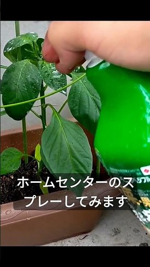 プランターのピーマン、害虫がつく アブラムシ #ぼっちおじさん #家庭菜園 #ピーマン栽培