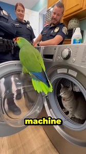 Spain Kitchen Safely #SavageParrot #MakeupFail #PoliceComedy #ParrotComedy #RoastMoment #ViralReels #FunnyAnimals | Crazy Parrot Tv