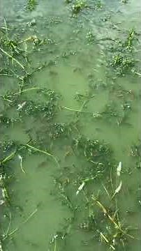 MILLIONS Of Fish In PUDDLE! #shorts