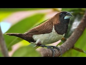 Tutorial Mengenal Burung Emprit