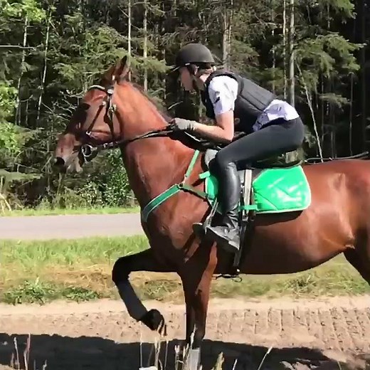 Racking horse training