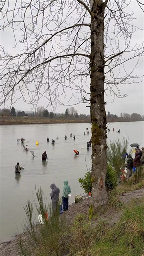 Smelt Dipping at Cowlitz River (2/21/26)