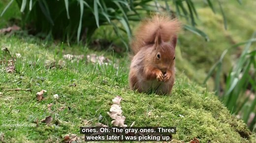 The Lakes with Simon Reeve as he meets Julie who is trying to save the red squirrels #gogglebox | GoggleboxFanpage