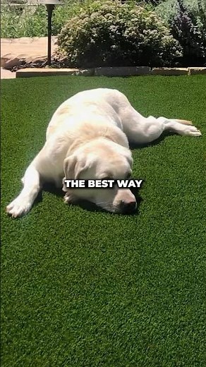 This is the best way to clean your artificial grass if you have a dog!