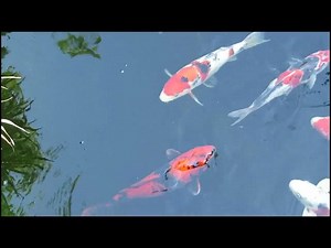 Maximizing Growth in High-Metabolism Koi: Essential Care Tips