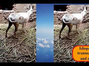 🐴🐴 Clinical signs of stringhalt in equine 🐴🐴