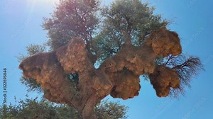 The Sociable Weaver Bird Build A Huge Nest In A Tree In Africa, With Clear Blue Sky On The Background - tilt-up shot