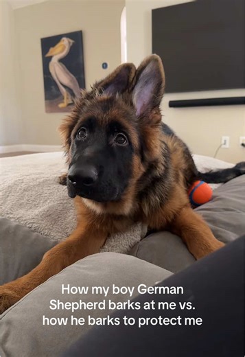 Understanding Your German Shepherd's Barking Behavior