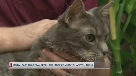 Did you know cats 'play fetch' too?