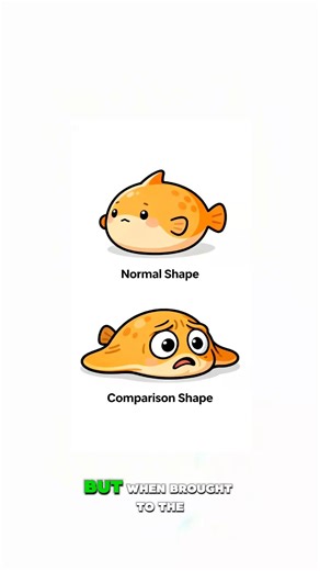 The World's Ugliest Fish? Meet the Blobfish