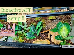 Bioactive African Fat Tail Gecko Setup
