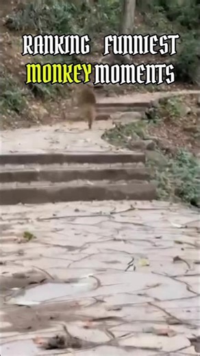 Ranking funniest Monkey moments! #shorts #ranking #monkey #viralshorts