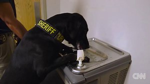 "Hey, it's the porn dog!” This 18-month-old K-9 named URL is being used by law enforcement to sniff out electronic devices in order to stop child porn crimes http://cnn.it/2c6g94C | CNN