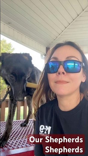 Dutch Shepherd Puppy Training | Ada Learns Prong Collar Corrections, Leave It & Contact Heel 🐾