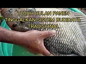 MODERN GURAME FISH CULTIVATION SYSTEM HARVESTS FASTER.