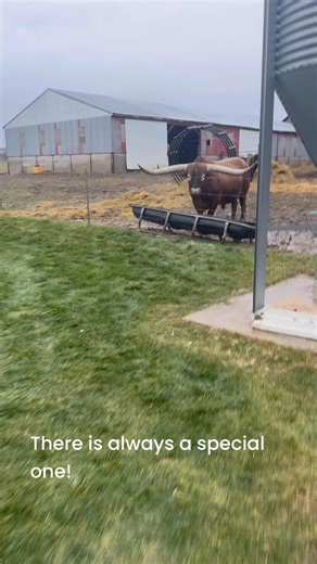 1.6K views · 42 reactions | The difference between a bull and a steer! lol #texaslonghorncattle #farmlife | HNB Longhorns | Facebook