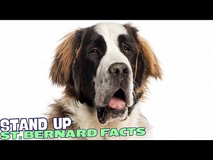 10 Fascinating Facts About St. Bernards