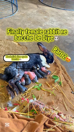 Team Mani🤠 on Instagram: "Finally female rabbit ne bache de diya😍🐰(part 2)❣️#minivlog #punjabi"