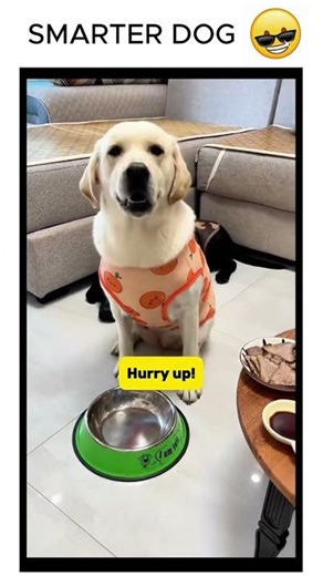 This Dog is Actually a Genius! 🐶🧠 #Shorts #FunnyPets