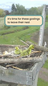 116K views · 2.6K reactions | Have any big challenges to face this week? Maybe these goslings will inspire you. | explore.org | Facebook