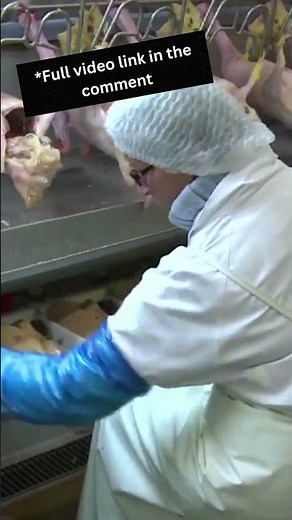 Millions of Goose Farmed For Liver and Meat 2023 - Foie Gras processing in Factory - Geese Farming