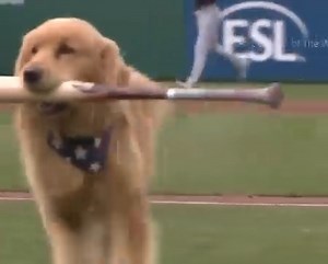 Meet Bruce, the 21-month-old Golden Retriever who just made his MLB debut in a pre-game ceremony at Nationals Park, retrieving a commemorative bat to mark the Nationals’ Pups in the Park event. Previously the bat dog for the Triple-A Rochester Red Wings, Bruce will return to minor-league duties after this appearance, continuing a tradition that raises funds for veterans’ charities. #Nationals #BatDog #MLBDebut. 🐾💯 | Totally Exposed