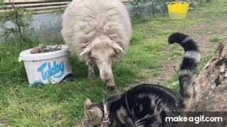 Sheep Meets Catst on Make a GIF