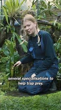 Pitcher plant traps: how do they work?