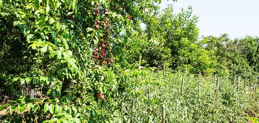 The Complete Guide to Food Forest Layers | GroCycle